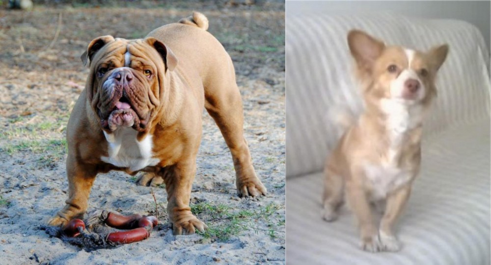 Alopekis vs Australian Bulldog - Breed Comparison