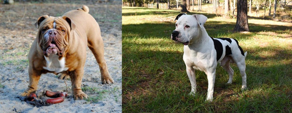 American Bulldog vs Australian Bulldog - Breed Comparison