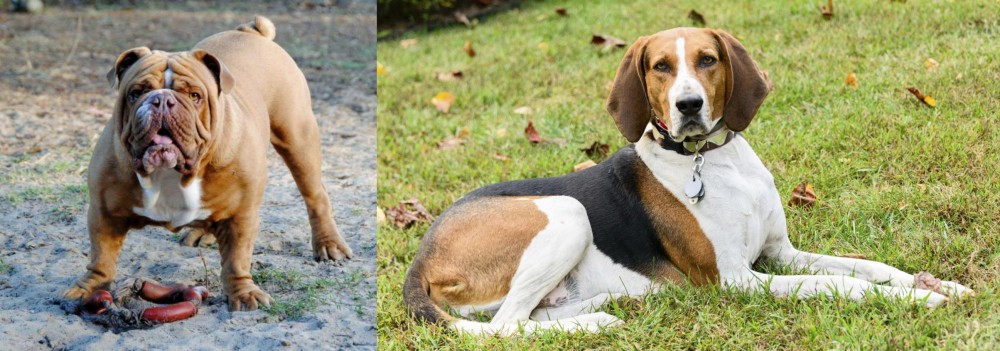American English Coonhound vs Australian Bulldog - Breed Comparison