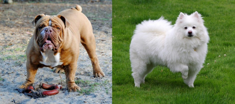 American Eskimo Dog vs Australian Bulldog - Breed Comparison