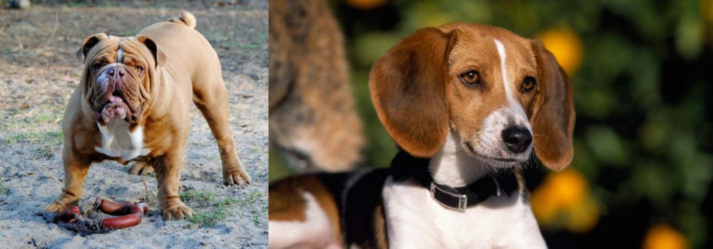 American Foxhound vs Australian Bulldog - Breed Comparison