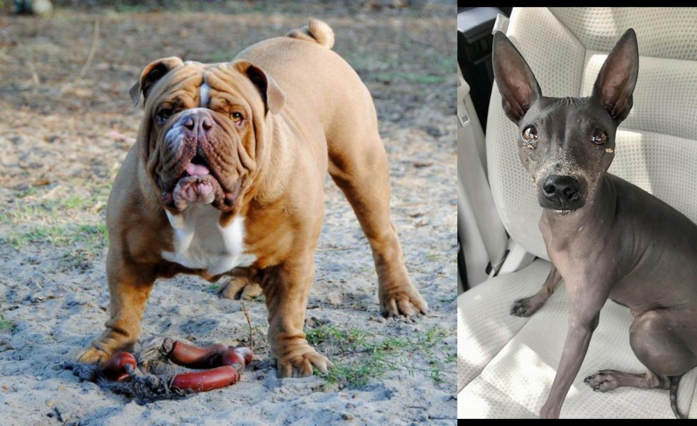 American Hairless Terrier vs Australian Bulldog - Breed Comparison