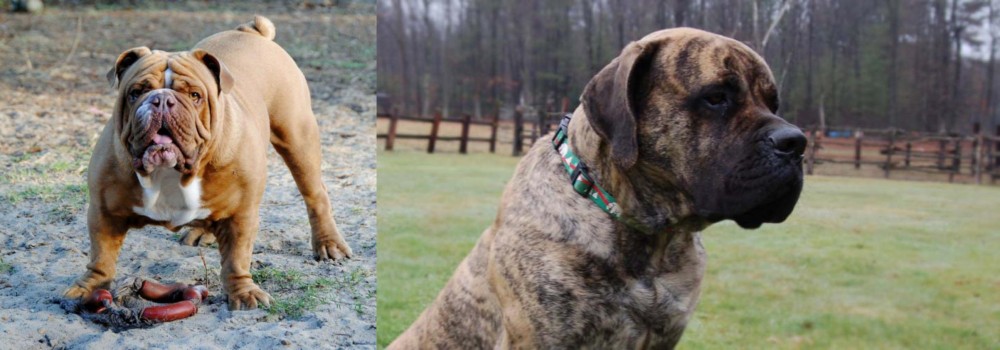 American Mastiff vs Australian Bulldog - Breed Comparison