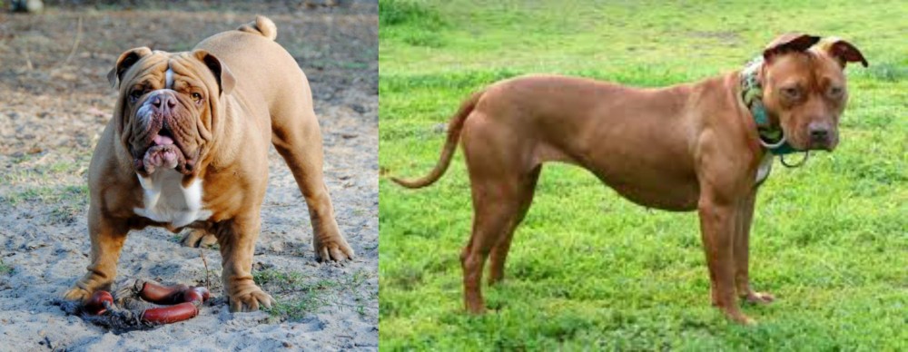 American Pit Bull Terrier vs Australian Bulldog - Breed Comparison