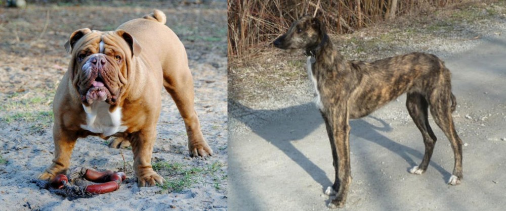 American Staghound vs Australian Bulldog - Breed Comparison