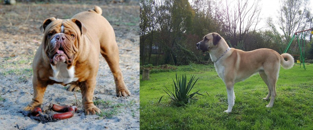 Anatolian Shepherd vs Australian Bulldog - Breed Comparison