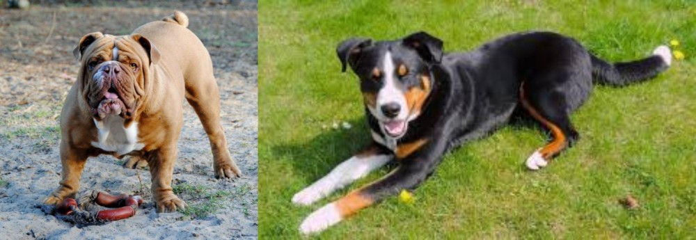 Appenzell Mountain Dog vs Australian Bulldog - Breed Comparison