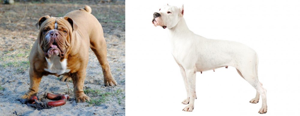 Argentine Dogo vs Australian Bulldog - Breed Comparison