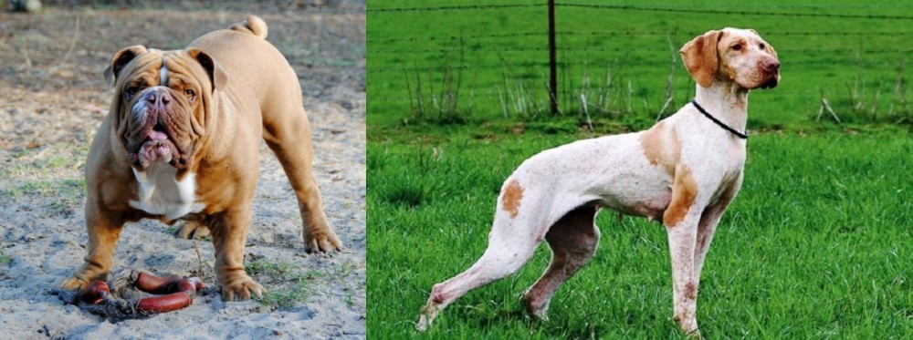 Ariege Pointer vs Australian Bulldog - Breed Comparison