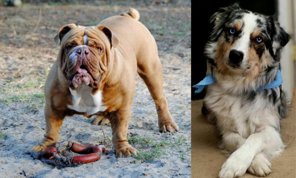 Australian Collie vs Australian Bulldog - Breed Comparison