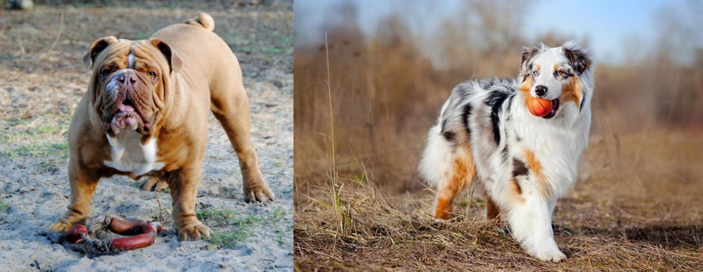 Australian Shepherd vs Australian Bulldog - Breed Comparison