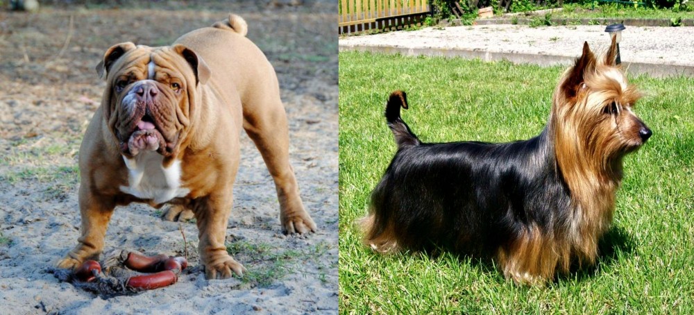 Australian Silky Terrier vs Australian Bulldog - Breed Comparison