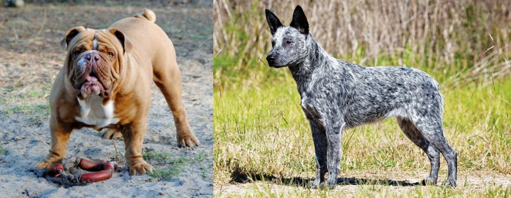 Australian Stumpy Tail Cattle Dog vs Australian Bulldog - Breed Comparison
