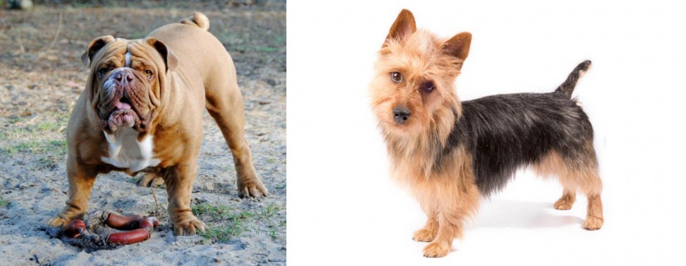 Australian Terrier vs Australian Bulldog - Breed Comparison