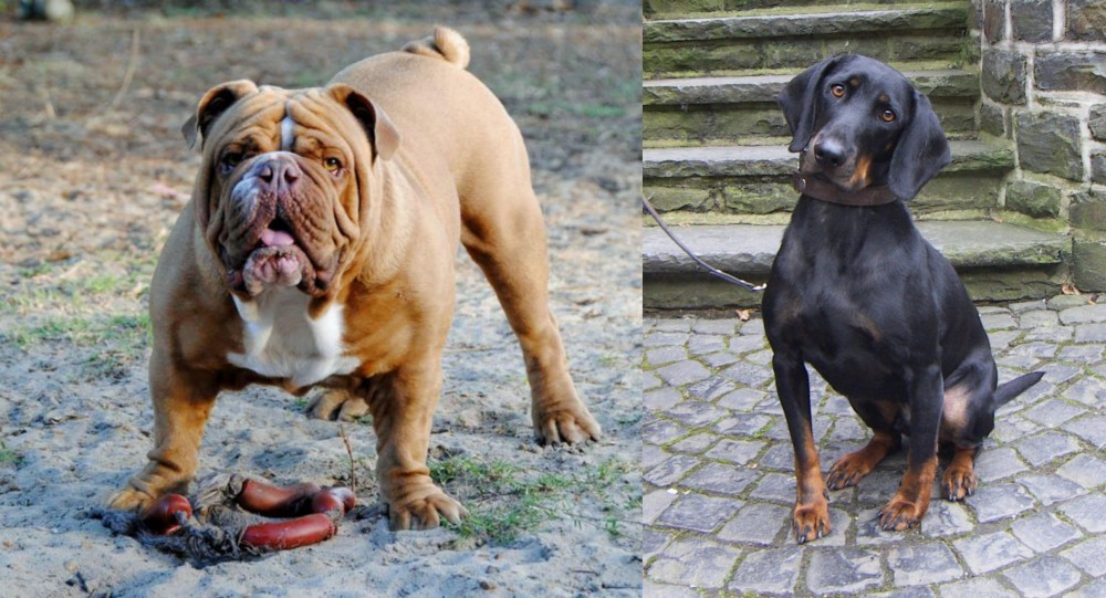 Austrian Black and Tan Hound vs Australian Bulldog - Breed Comparison