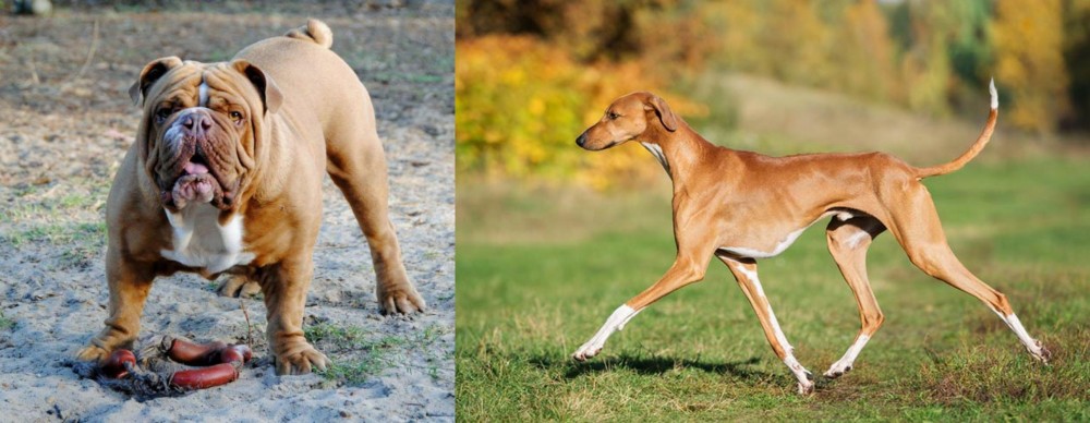 Azawakh vs Australian Bulldog - Breed Comparison
