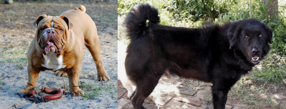 Bakharwal Dog vs Australian Bulldog - Breed Comparison