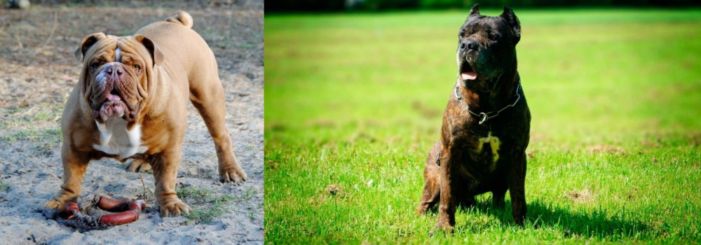 Bandog vs Australian Bulldog - Breed Comparison
