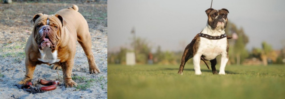 Bantam Bulldog vs Australian Bulldog - Breed Comparison