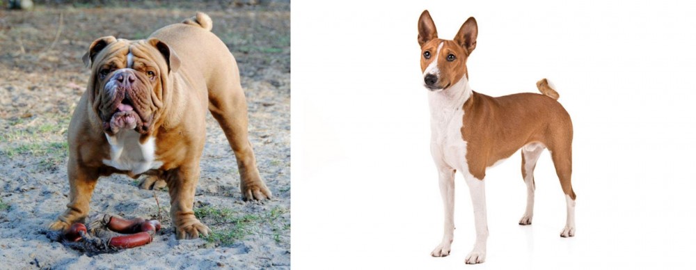 Basenji vs Australian Bulldog - Breed Comparison
