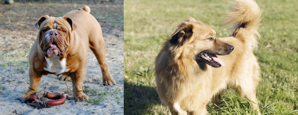 Basque Shepherd vs Australian Bulldog - Breed Comparison