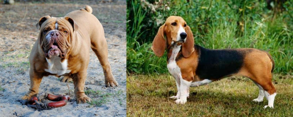 Basset Artesien Normand vs Australian Bulldog - Breed Comparison