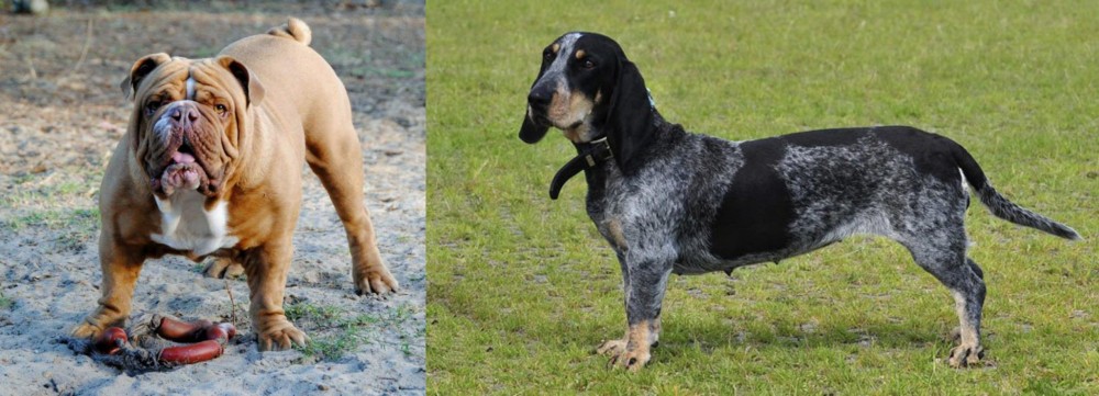 Basset Bleu de Gascogne vs Australian Bulldog - Breed Comparison