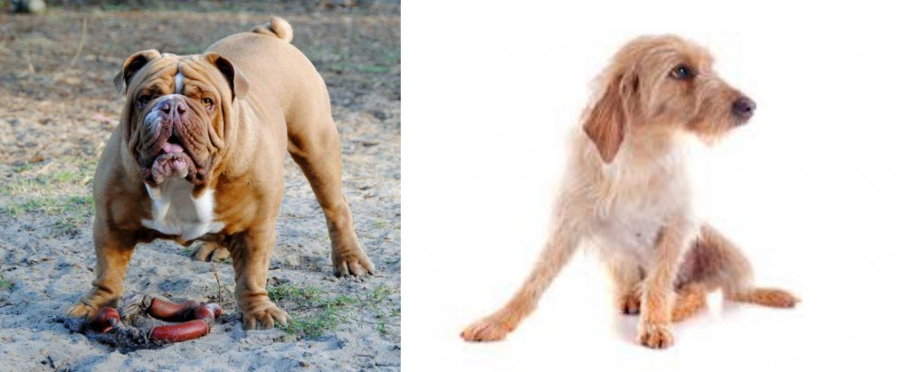 Basset Fauve de Bretagne vs Australian Bulldog - Breed Comparison