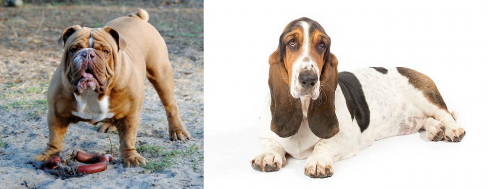 Basset Hound vs Australian Bulldog - Breed Comparison
