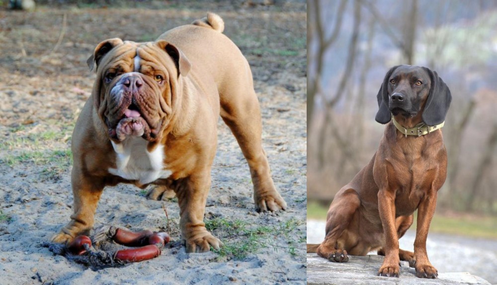 Bavarian Mountain Hound vs Australian Bulldog - Breed Comparison