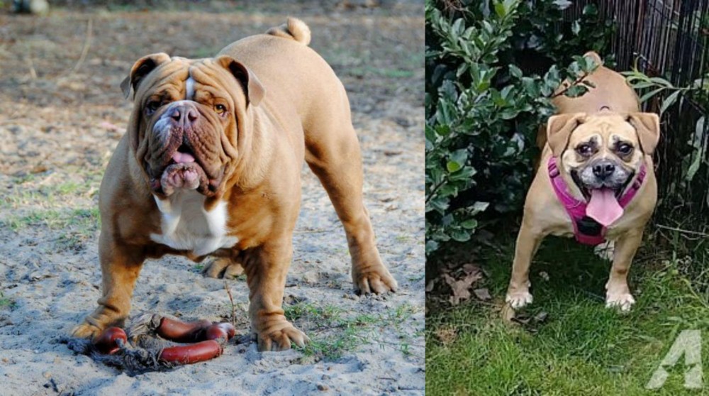 Beabull vs Australian Bulldog - Breed Comparison
