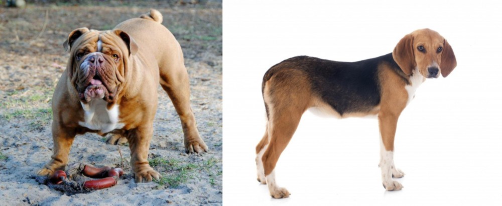 Beagle-Harrier vs Australian Bulldog - Breed Comparison