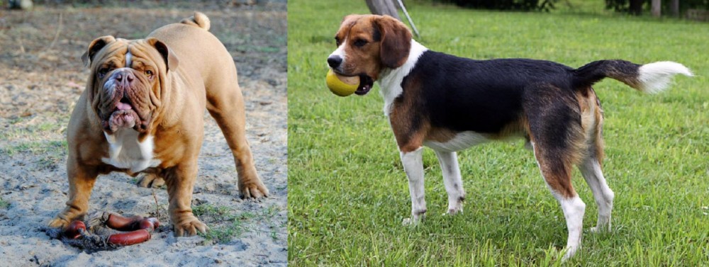 Beaglier vs Australian Bulldog - Breed Comparison