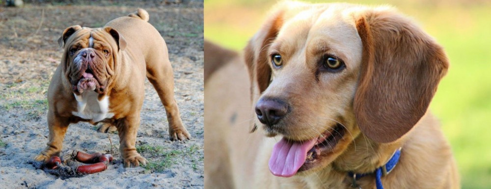 Beago vs Australian Bulldog - Breed Comparison