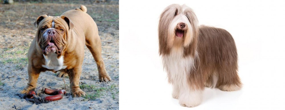 Bearded Collie vs Australian Bulldog - Breed Comparison