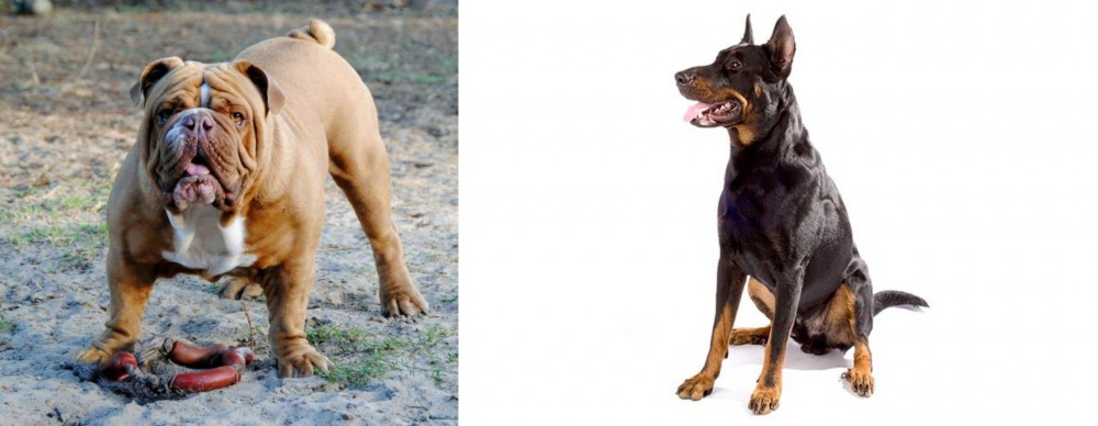 Beauceron vs Australian Bulldog - Breed Comparison