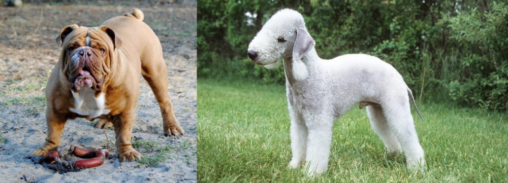 Bedlington Terrier vs Australian Bulldog - Breed Comparison