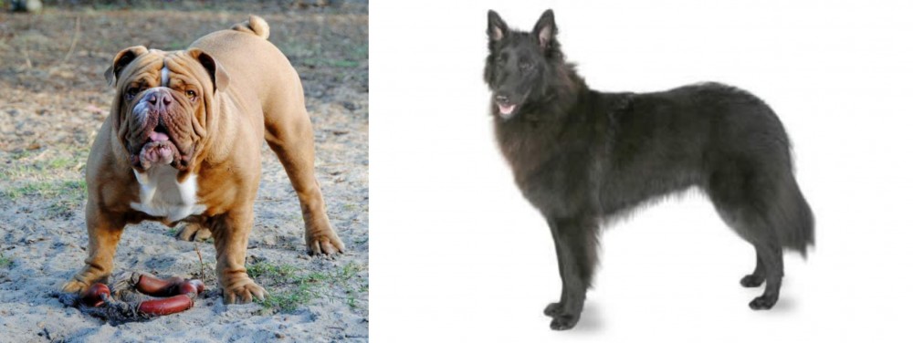 Belgian Shepherd vs Australian Bulldog - Breed Comparison