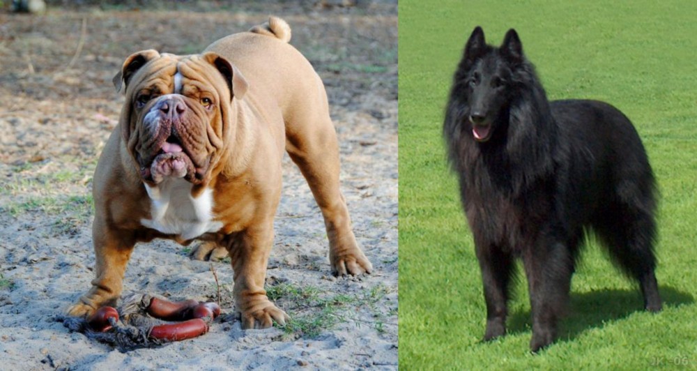 Belgian Shepherd Dog (Groenendael) vs Australian Bulldog - Breed Comparison