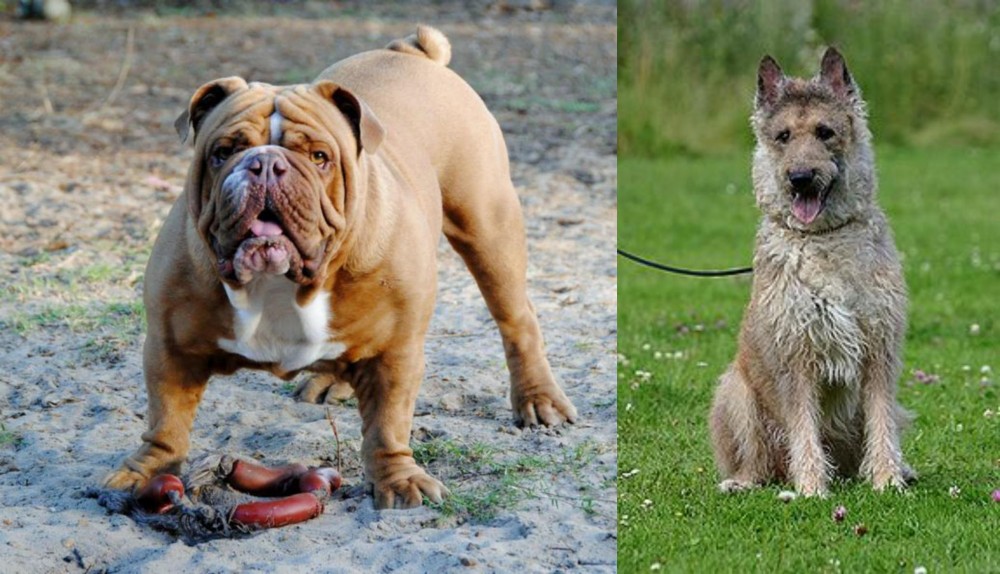 Belgian Shepherd Dog (Laekenois) vs Australian Bulldog - Breed Comparison