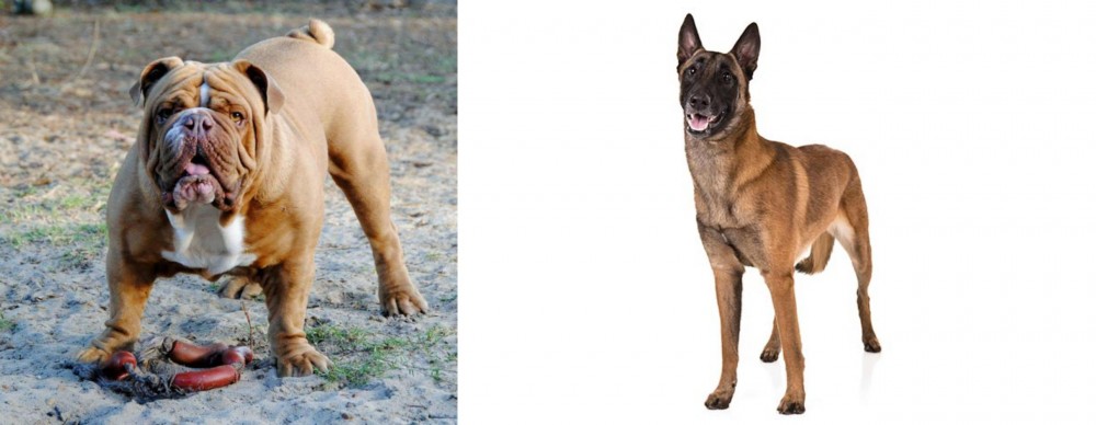 Belgian Shepherd Dog (Malinois) vs Australian Bulldog - Breed Comparison