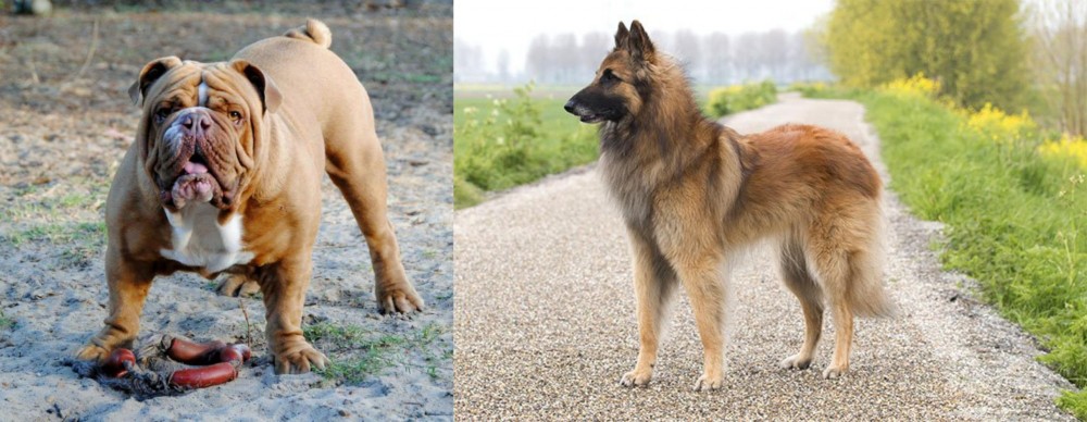 Belgian Shepherd Dog (Tervuren) vs Australian Bulldog - Breed Comparison