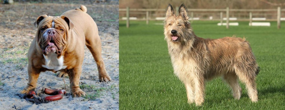 Berger Picard vs Australian Bulldog - Breed Comparison