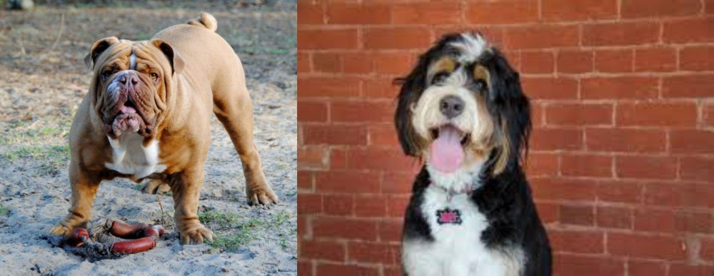 Bernedoodle vs Australian Bulldog - Breed Comparison