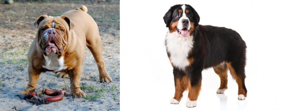 Bernese Mountain Dog vs Australian Bulldog - Breed Comparison