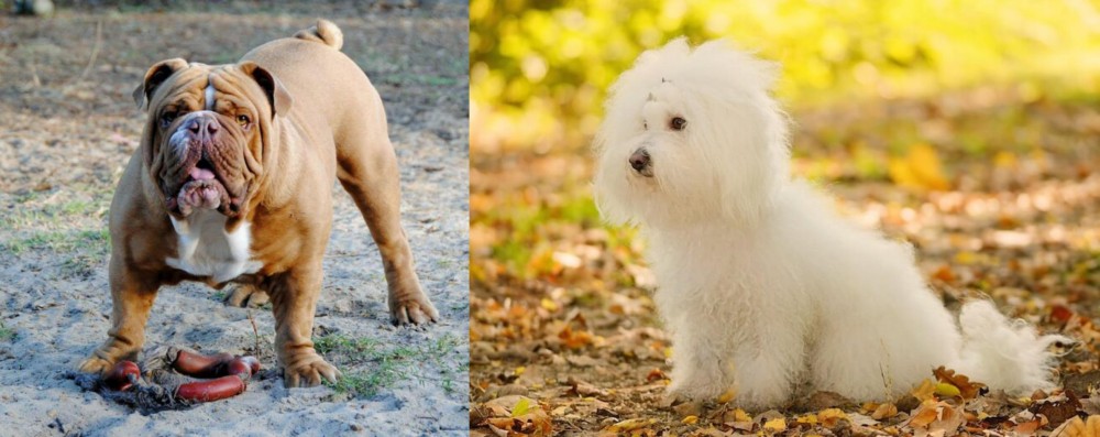 Bichon Bolognese vs Australian Bulldog - Breed Comparison