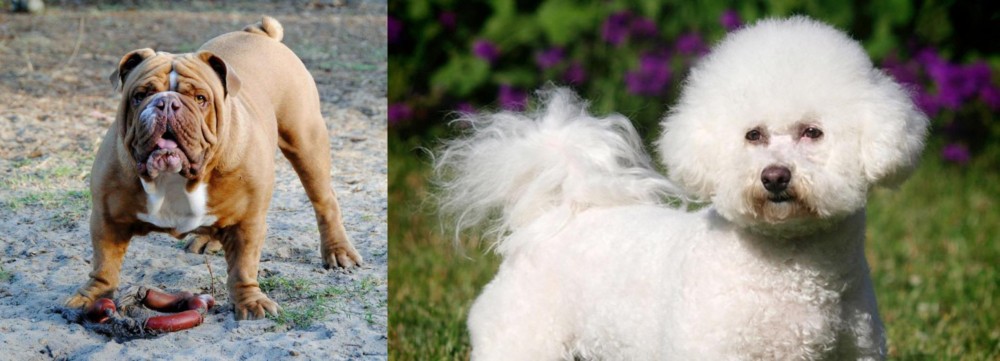 Bichon Frise vs Australian Bulldog - Breed Comparison
