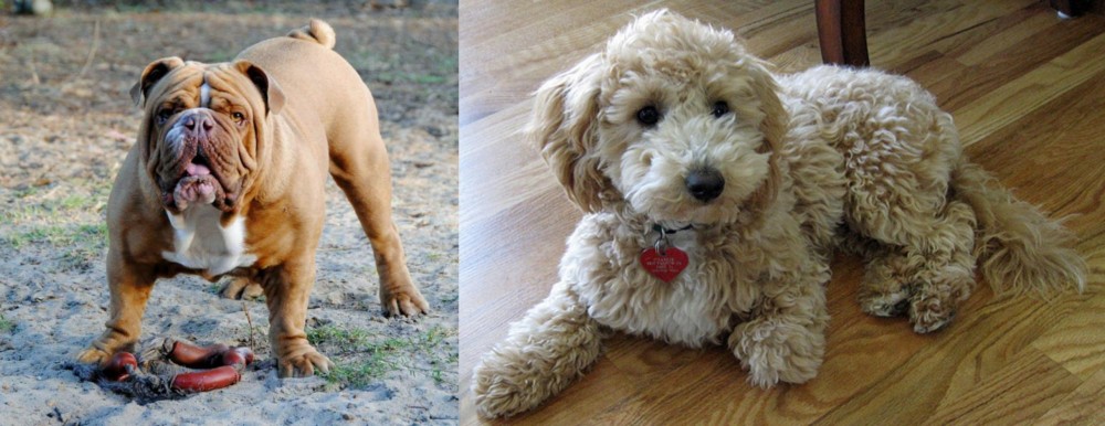 Bichonpoo vs Australian Bulldog - Breed Comparison