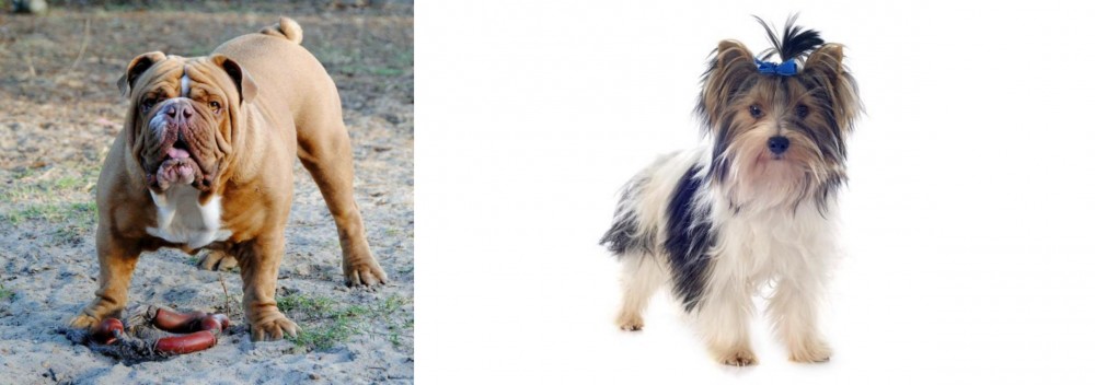 Biewer vs Australian Bulldog - Breed Comparison