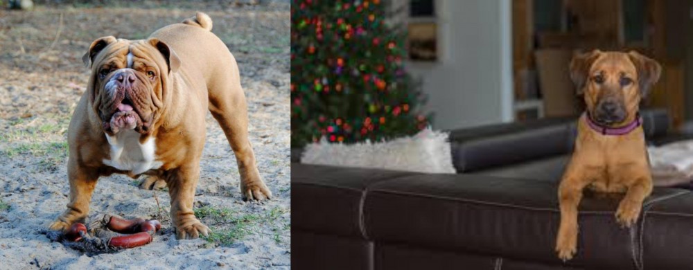 Black Mouth Cur vs Australian Bulldog - Breed Comparison